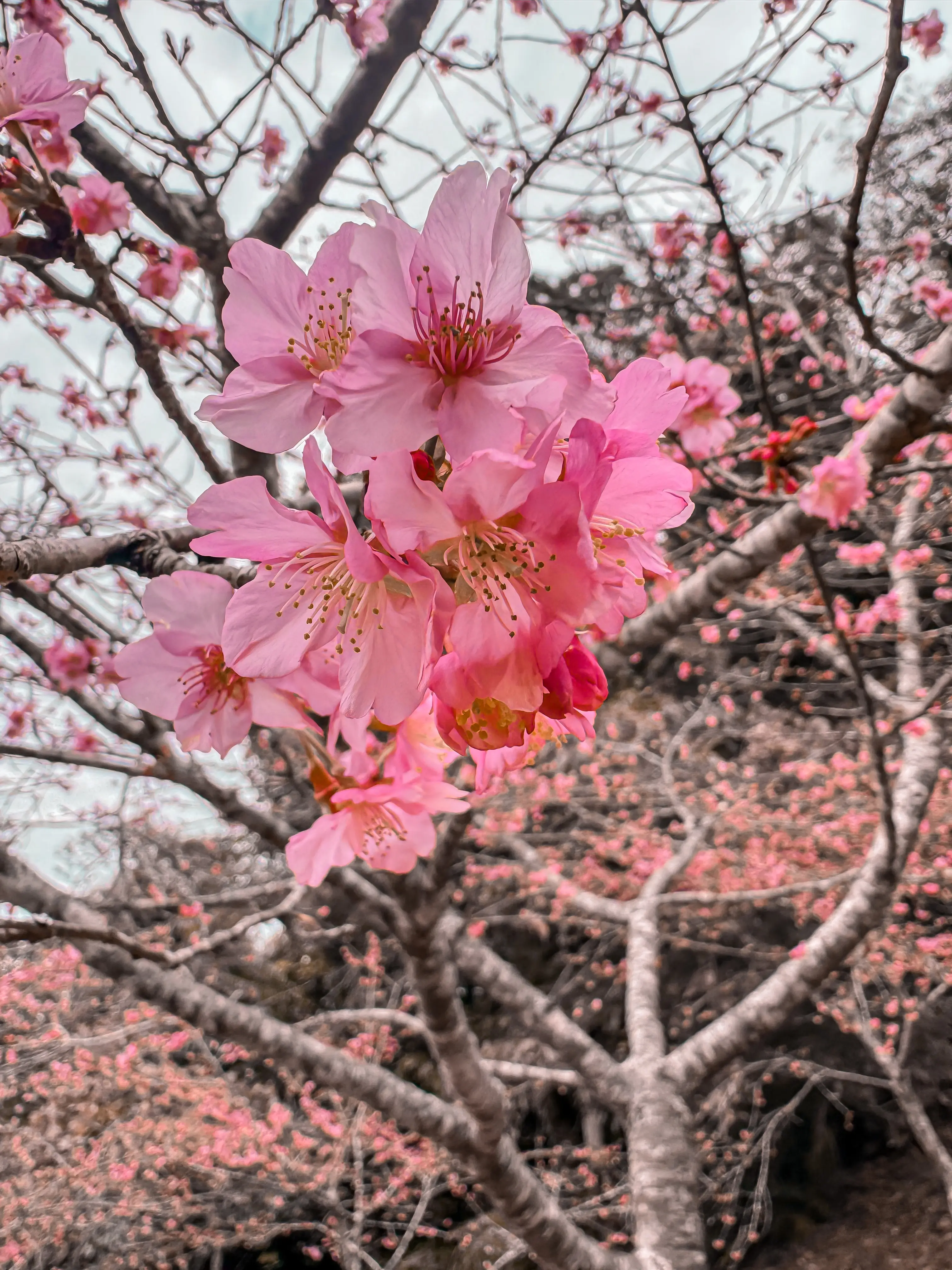 不朽典藏套組 照片濾鏡 photo review