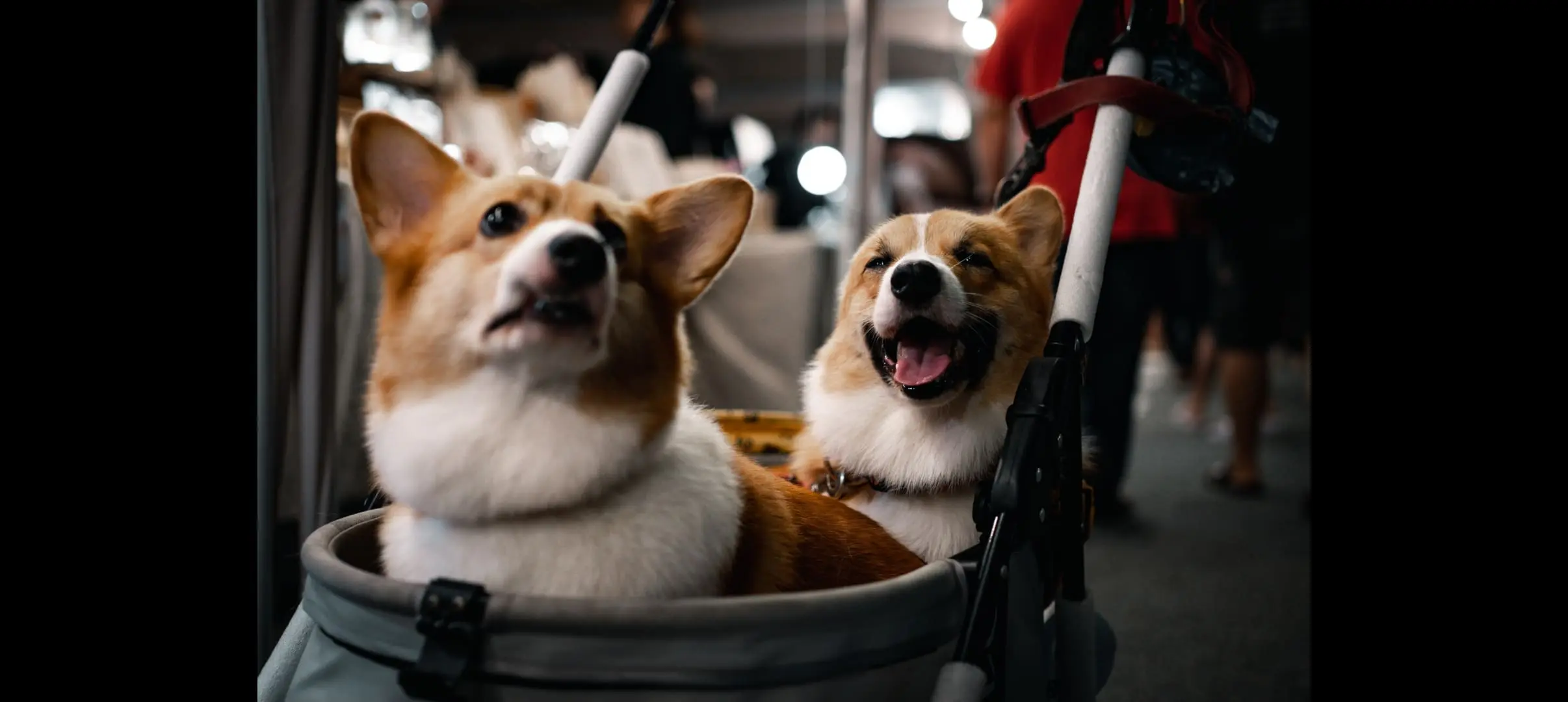 不朽典藏套組 照片濾鏡 photo review